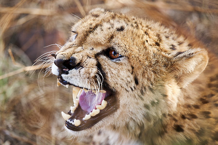 Angry Cheetah