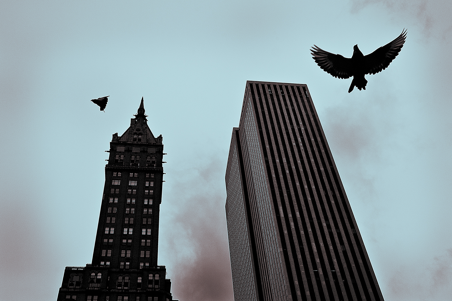 Pigeons in a New York Sky